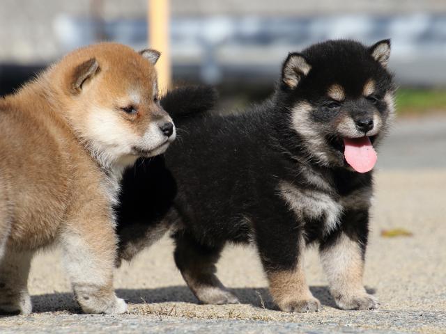 FP5A0638-puppy FP5A0638-puppy