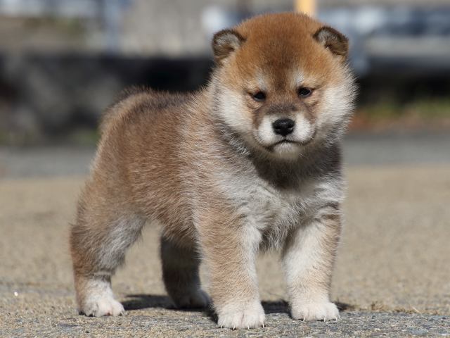 FP5A0660-puppy FP5A0660-puppy