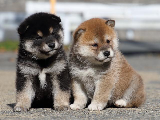 FP5A0703-puppy FP5A0703-puppy