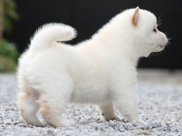 FP5A1490-puppy FP5A1490-puppy