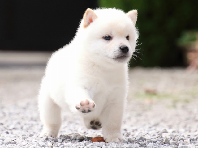 FP5A1593-puppy FP5A1593-puppy