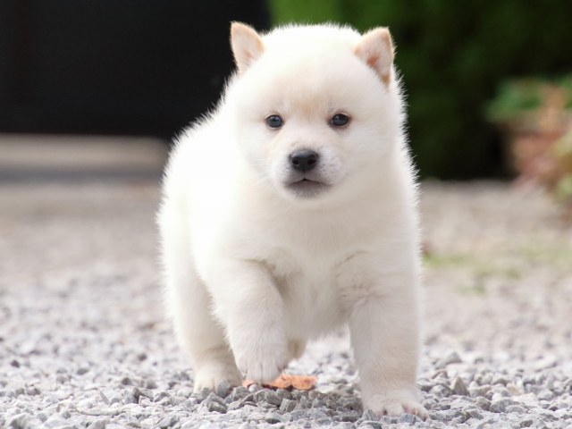 FP5A1596-puppy FP5A1596-puppy