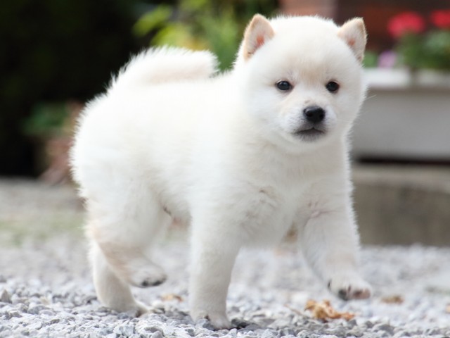 FP5A1616-puppy FP5A1616-puppy