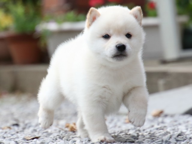 FP5A1618-puppy FP5A1618-puppy