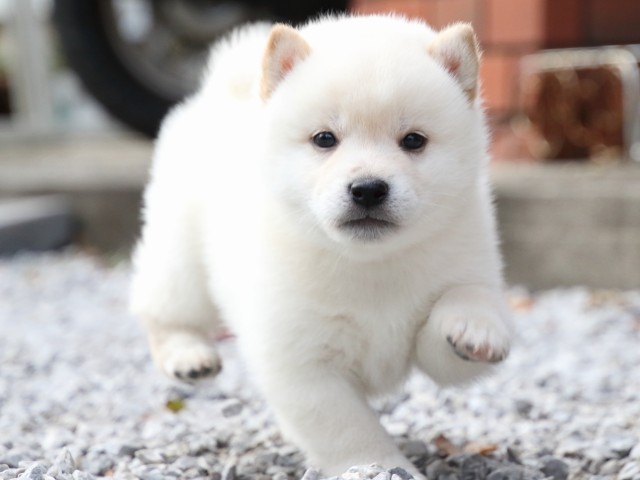 FP5A1627-puppy FP5A1627-puppy