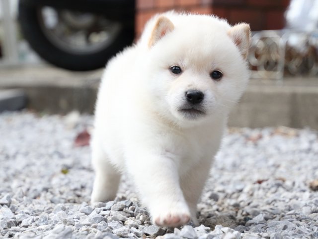 FP5A1629-puppy FP5A1629-puppy