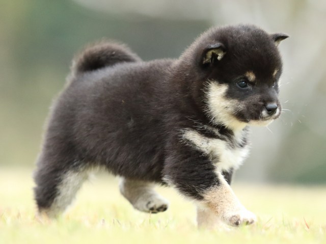 FP5A2010-puppy FP5A2010-puppy