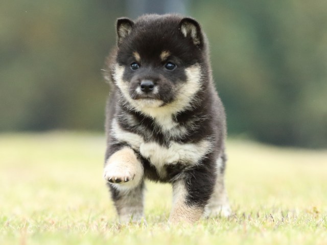 FP5A2032-puppy FP5A2032-puppy