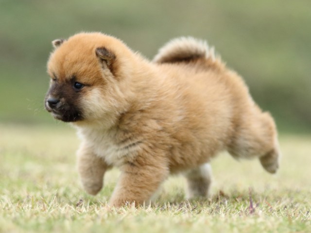 FP5A2047-puppy FP5A2047-puppy