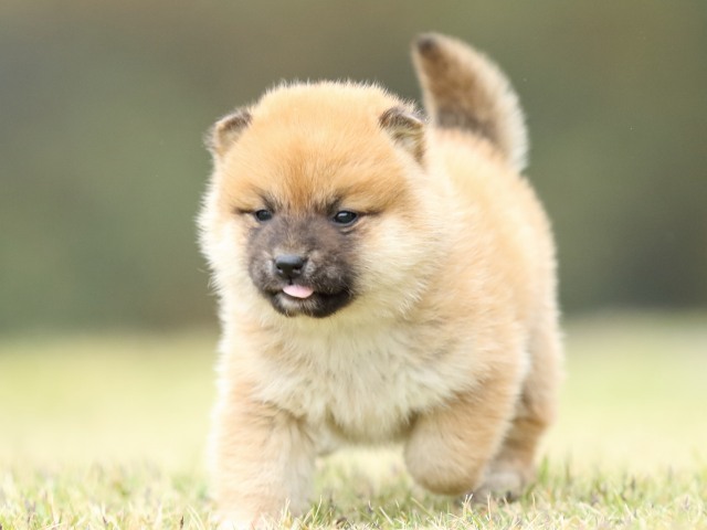 FP5A2090-puppy FP5A2090-puppy