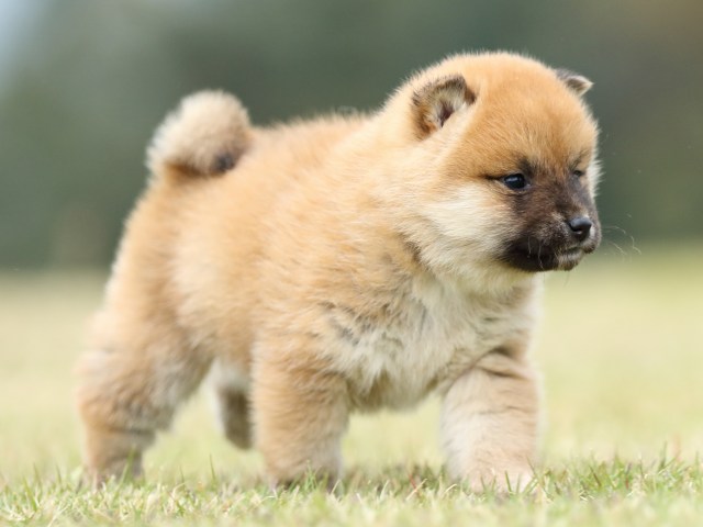 FP5A2101-puppy FP5A2101-puppy