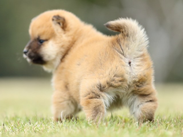 FP5A2107-puppy FP5A2107-puppy