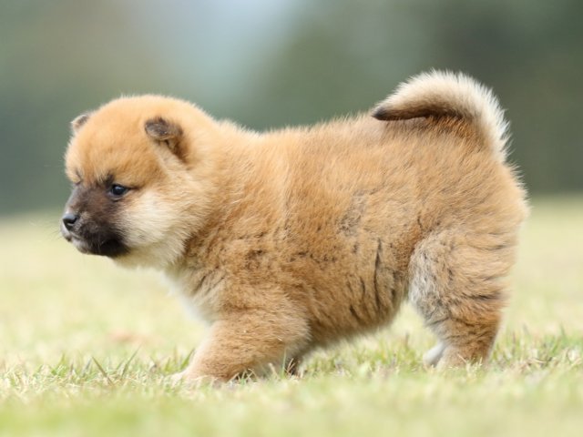 FP5A2113-puppy FP5A2113-puppy