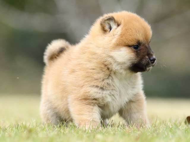 FP5A2137-puppy FP5A2137-puppy