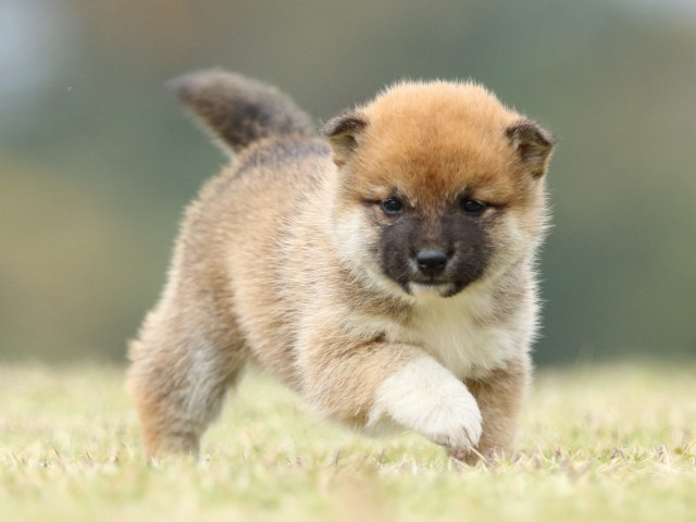 FP5A2173-puppy FP5A2173-puppy