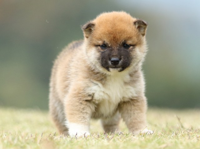 FP5A2176-puppy FP5A2176-puppy