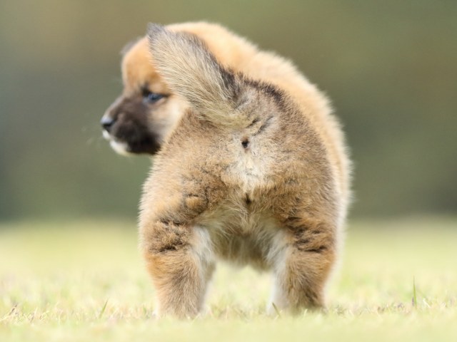 FP5A2191-puppy FP5A2191-puppy