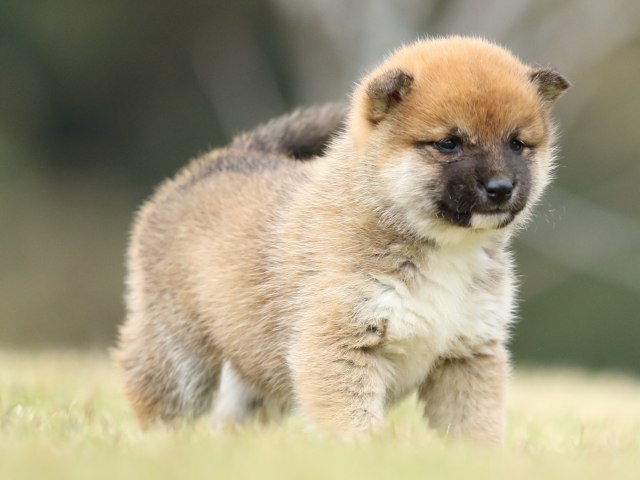 FP5A2202-puppy FP5A2202-puppy