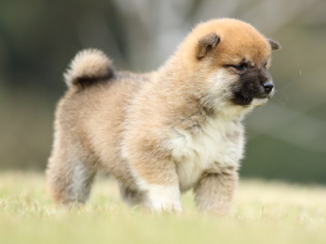 FP5A2207-puppy FP5A2207-puppy