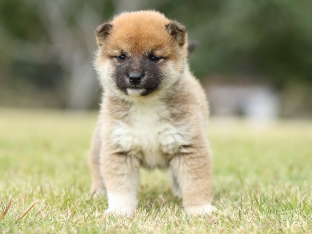 FP5A2223-puppy FP5A2223-puppy