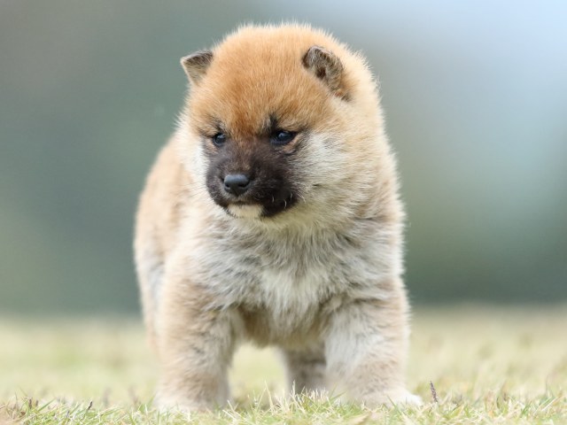 FP5A2236-puppy FP5A2236-puppy