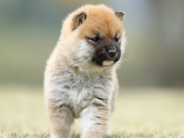FP5A2246-puppy FP5A2246-puppy