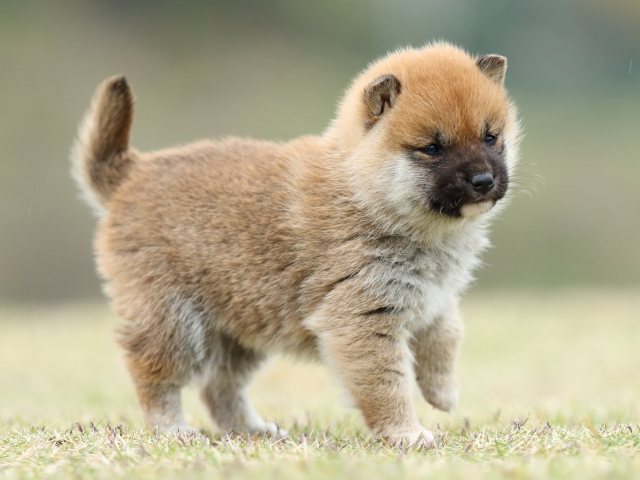 FP5A2260-puppy FP5A2260-puppy