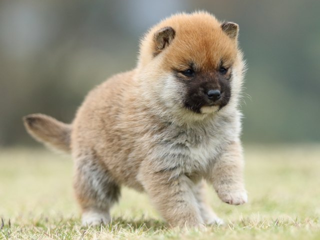 FP5A2266-puppy FP5A2266-puppy