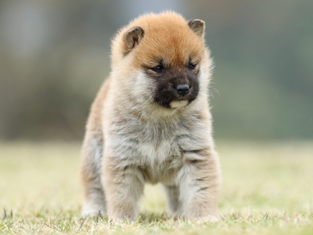 FP5A2279-puppy FP5A2279-puppy