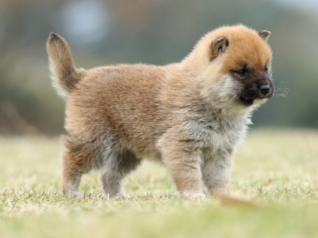 FP5A2285-puppy FP5A2285-puppy