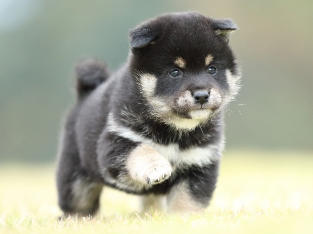 FP5A2351-puppy FP5A2351-puppy