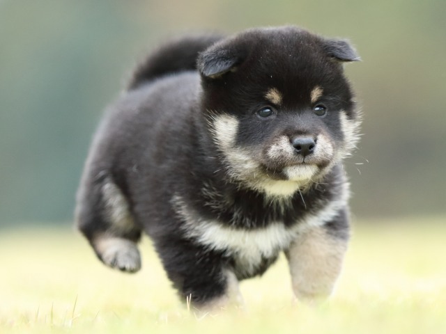 FP5A2356-puppy FP5A2356-puppy