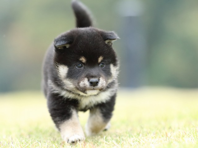 FP5A2366-puppy FP5A2366-puppy