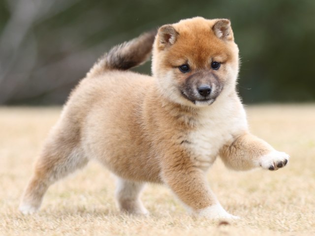 FP5A2403-shibainu-shiba FP5A2403-shibainu-shiba