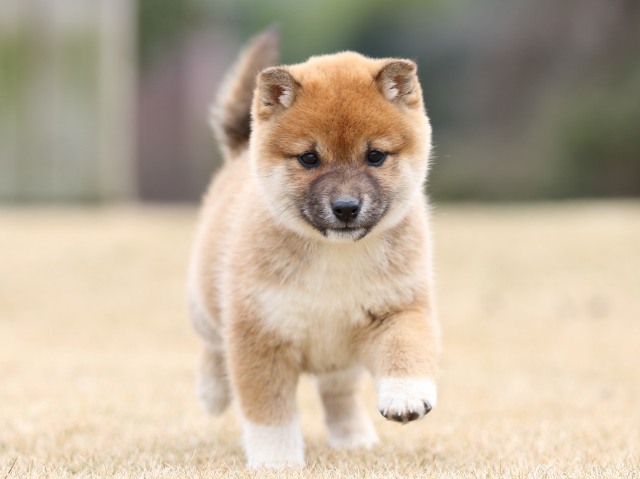 FP5A2411-shibainu-shiba FP5A2411-shibainu-shiba