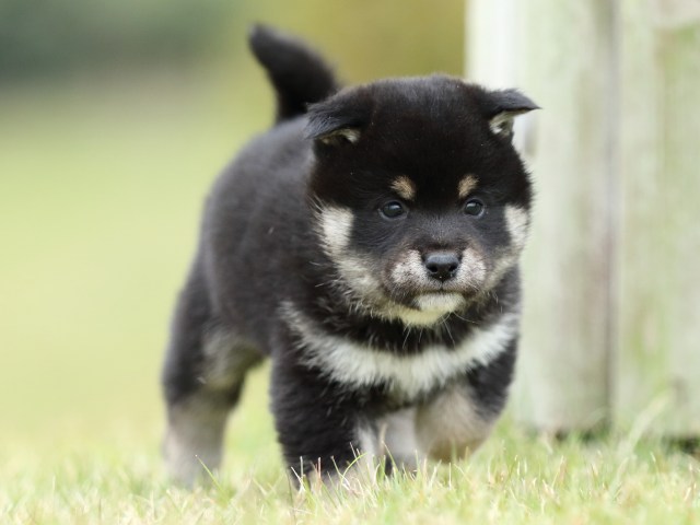 FP5A2423-puppy FP5A2423-puppy