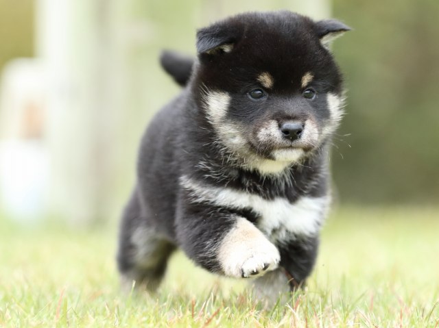 FP5A2431-puppy FP5A2431-puppy