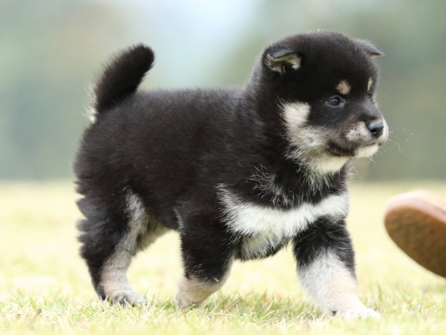 FP5A2439-puppy FP5A2439-puppy