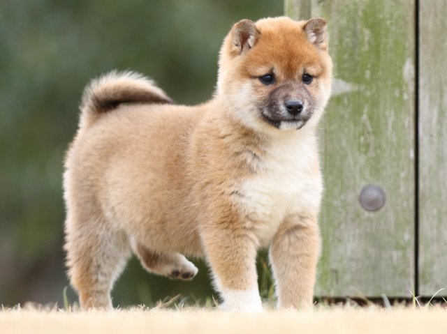FP5A2442-shibainu-shiba FP5A2442-shibainu-shiba
