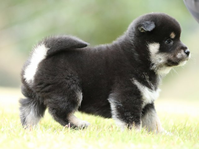 FP5A2444-puppy FP5A2444-puppy