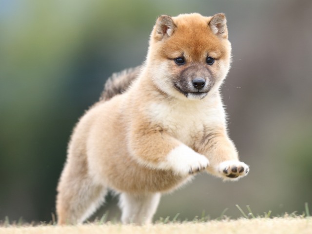 FP5A2448-shibainu-shiba FP5A2448-shibainu-shiba