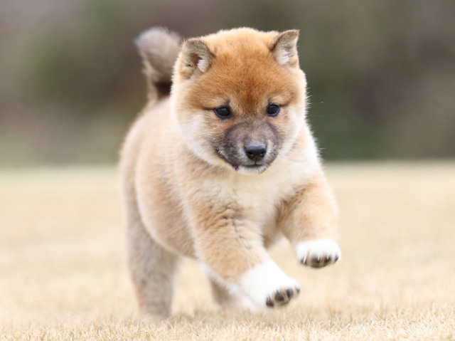 FP5A2458-shibainu-shiba FP5A2458-shibainu-shiba