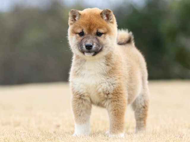 FP5A2489-shibainu-shiba FP5A2489-shibainu-shiba