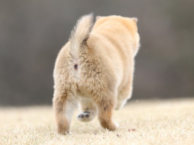 FP5A2552-shibainu-shiba FP5A2552-shibainu-shiba