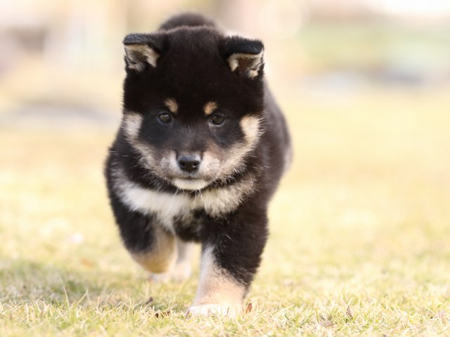 FP5A6039-puppy FP5A6039-puppy