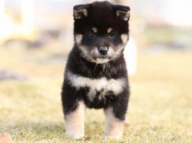 FP5A6042-puppy FP5A6042-puppy