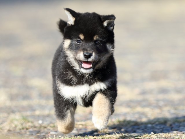 FP5A6129-puppy FP5A6129-puppy