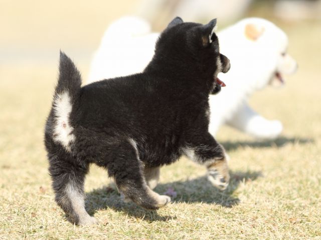 FP5A6158-puppy FP5A6158-puppy