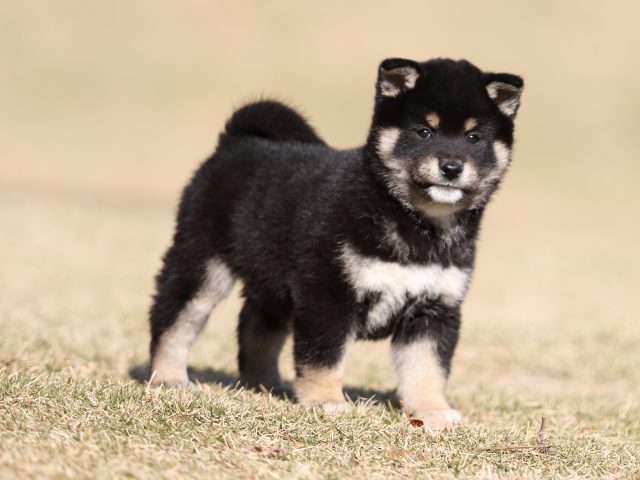 FP5A6248-puppy FP5A6248-puppy