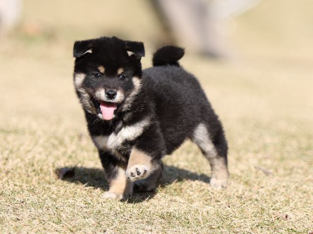 FP5A6252-puppy FP5A6252-puppy